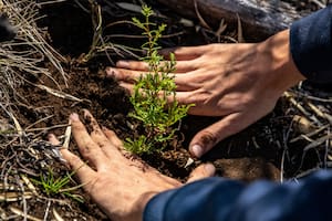 Plantaron 5000 árboles nativos en zonas afectadas por los incendios en el Cerro Catedral