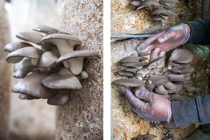 Por cada kit hogareño, se suelen cosechar entre 3 y 4 tandas de gírgolas grises