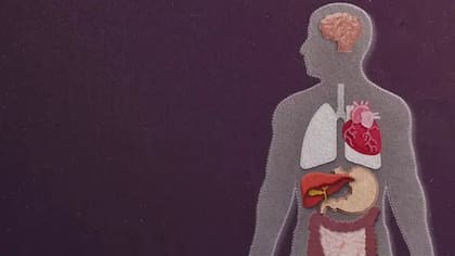 Por dentro también somos ordenados, pero según otras reglas