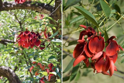 Por distintas características, el seibo es una especie nativa ideal para plantar en veredas anchas.