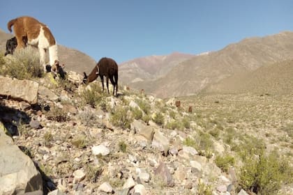 Por el coronavirus, las llamas salen a pastar como era tradición en la zona