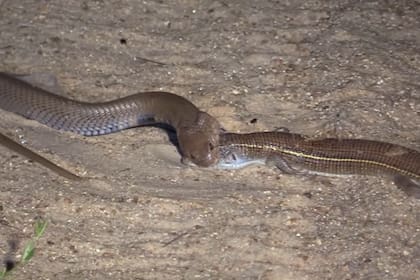 Por el efecto paralizante, el lagarto estaba casi inmóvil