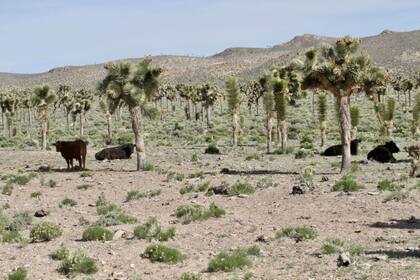 Por el extenso terreno circulan 750 cabezas de ganado que pastorean, incluso, por las tierras prohibidas del Área 51 que protege el gobierno estadounidense