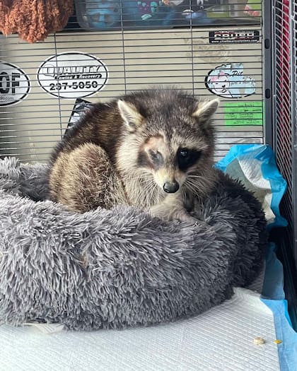Por el impacto, la mapache tenía un ojo gravemente dañado y una lesión en el esternón.