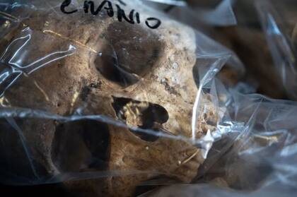 Por el momento, los esqueletos están guardados en un depósito especialmente construido