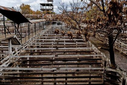 El Mercado de Liniers refleja el impacto del paro