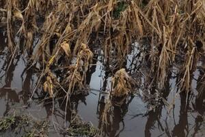 La campaña de granos gruesos enfrenta el desafío del clima y el alto costo del flete