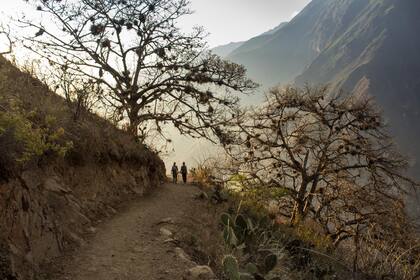 Por el sendero en un bosque de alisos. Atardecer del primer día de trekking. Foto: Luis Agote