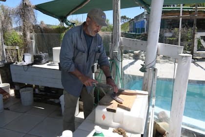 Por estos días Tesore vive un inesperado momento de fama debido a una elefanta de mar que llegó a parir a Piriápolis.Foto: Ricardo Figueredo.