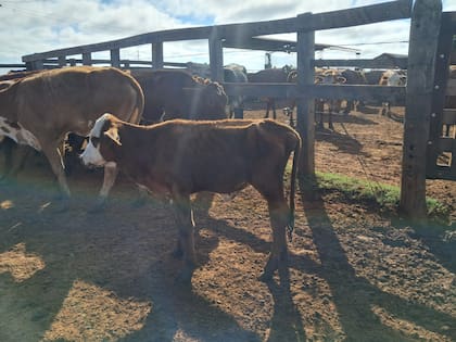 Por falta de comida murieron 18 animales