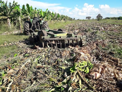 Por falta de rentabilidad pequeños productores de la zona de Laguna Naineck, destruyeron sus plantaciones de banana de más de 30 años