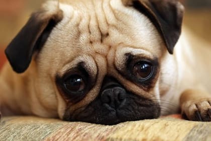 Por genética algunos perros tienen el cráneo más pequeño, fosas nasales más reducidas de tamaño, tráquea estrecha y paladar blando más largo