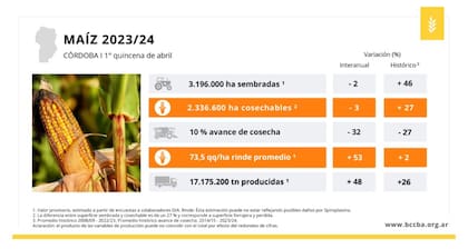 Por la chicharrita, el valor de la cosecha de maíz caería al menos USD 1.130 millones