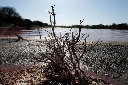 Por la contaminación una laguna se tiñe de púrpura en Paraguay