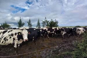 Preocupación por una espectacular caída de producción de leche en una provincia
