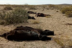 En una región murieron más de 5000 vacas y 40 productores abandonaron la actividad