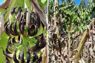 350 productores sufren una catástrofe productiva y la explican en un video