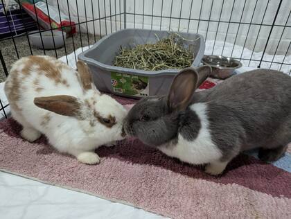 Por la forma en que interactuaban, era evidente que los conejos formaban una pareja unida.