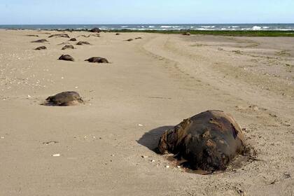 Por la gripe aviar se registraron más de 200 muertes de elefantes marinos en Chubut en los últimos 17 días