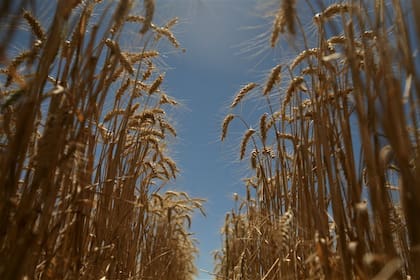 En definitiva, los rusos presionan más al trigo argentino, y los brasileños lo compran menos