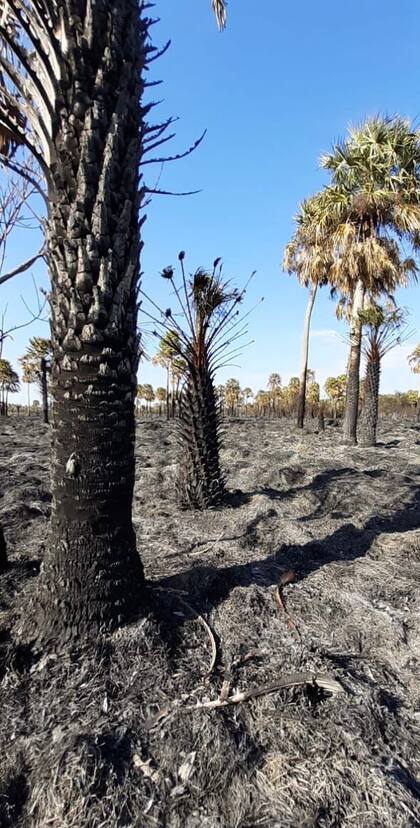 Por la magnitud de los incendios hay preocupación por la posible falta de personal. Incendio en la zona de El Arazá, cerca de Reconquista