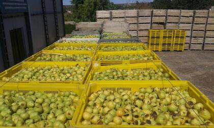 Por la pérdida de rentabilidad, una empresa del Alto Valle envió a industria para jugo un millón de kilos de pera que originalmente iba a exportar