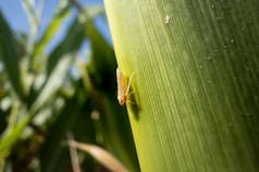 Chicharrita: anunciaron la aprobación de dos insecticidas para el control de la plaga