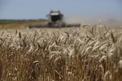 Por la sequía, en la última campaña bajó 50% la cosecha de trigo