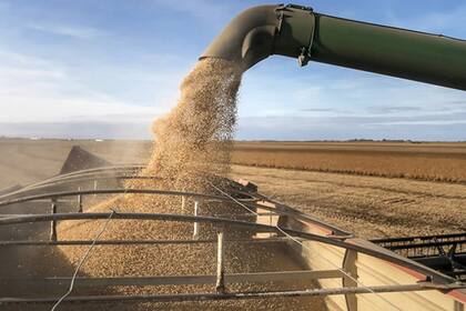 Por la sequía la cosecha de soja argentina cayó un 52%