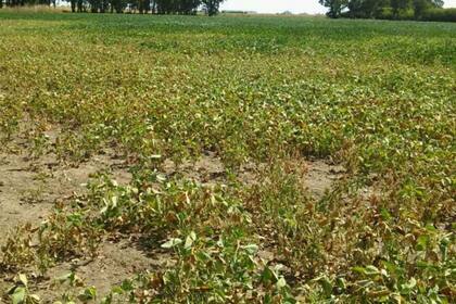 La sequía amenaza con complicar el cultivo de soja