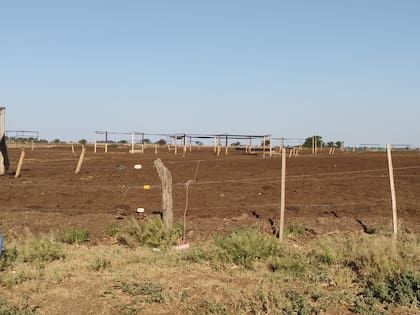 Por la sequía no quedan pasturas