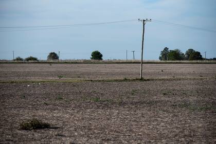 Por la sequia que se viene dando en la zona central del pais, se registran grandes perdidas en los cultivos de trigo principalmente. Muchos productores optan por no cosechar los cultivos por el bajisimo rinde que van a tener. En algunos casos las semillas ni siquiera prendieron.
Campos con cultivos de trigo en la zona sur de la provincia de Santa Fe.