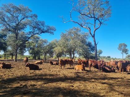 Por la sequía se redujo la oferta en los últimos meses