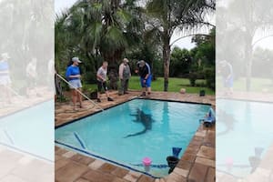 Por las inundaciones recientes, una mujer sudafricana encontró un cocodrilo en la pileta de su casa (Facebook)