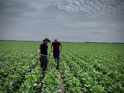 Por las retenciones los productores de soja reciben el 33% menos en el valor de su cosecha