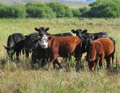 Se necesitarán no menos de dos años para recuperar una pérdida ya generada de más de 2 millones de cabezas en el stock bovino