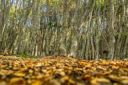 Por los senderos de trekking en el parque, el silencio es apenas interrumpido por el toc toc de los pájaros carpinteros