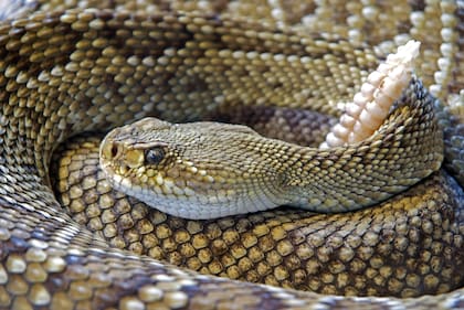 Por más de 30 años se especuló que la crotoxina, producida con el veneno de la serpiente de cascabel, era eficiente para eliminar el cáncer