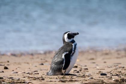 Por medio de cámaras que funcionan todo el día, los científicos pueden estudiar el comportamiento de las aves marinas