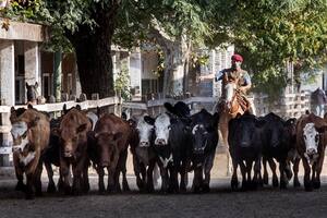 Por novillos se pagó un máximo de 230 pesos, por un lote con 436 kilos