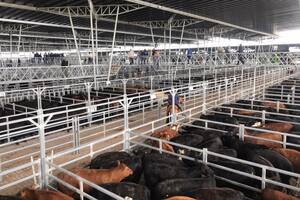 Por novillos se pagó un máximo de 325 pesos por kilo por un lote con 431 kilos de promedio