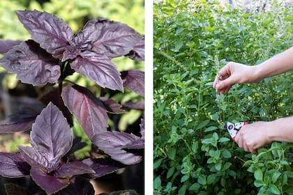 Por poseer función antiespasmódica, la albahaca ayuda en la prevención de cólicos y dolores estomacales.
