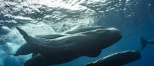 Filman a dos cachalotes dándose cabezazos en el medio del océano