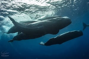 Filman a dos cachalotes dándose cabezazos en el medio del océano