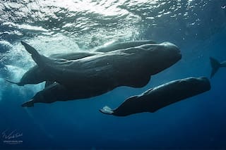 Filman a dos cachalotes dándose cabezazos en el medio del océano