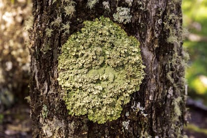 Lunar de líquenes en un árbol de lenga.