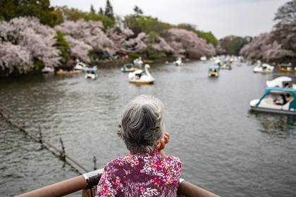 Una mujer disfruta del encanto de los cerezos en el parque Inokashira en Tokio