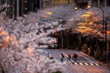El cerezo da una flor llamada Sakura que es la preferida de los japoneses