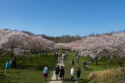 La temporada de la floración de los cerezos, el tradicional símbolo de la primavera en Japón, llegó temprano y alcanzó su tope en Kyoto el 26 de marzo
