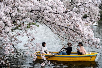 Por primera vez en 1200 años los cerezos adelantaron su floración en Japón